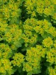 Euphorbia palustris, Wolfsmelk