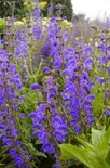 Salvia pratensis, Veldsalie