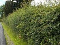 Crataegus monogyna, Meidoornhaag 125-150cm blote wortel