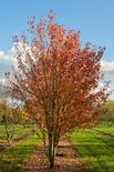 Acer rubrum meerst., 200/250 cm Draadkluit, Esdoorn