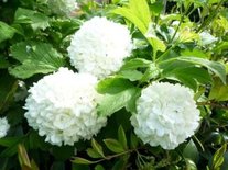 Viburnum Opulus, Gelderse roos, 1+2 150-175