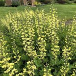 Baptisia 'Lemon Meringue'