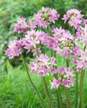 Allium 'Eros', Sierui