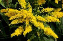Solidago virgaurea, Guldenroede