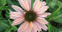 Echinacea 'Sunseekers Salmon', ® Zonnehoed
