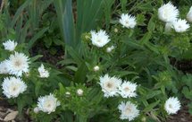Stokesia laevis 'Alba', Ezelsoren