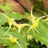 Epimedium 'Spine Tingler', Elfenbloem