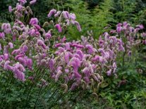 Sanguisorba 'Pink Brushes', Pimpernel