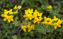 Lotus corniculatus