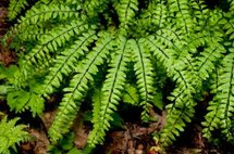 Adiantum pedatum, Hoefijzervaren