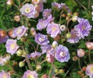 Geranium pratense 'Summer Skies' Ooievaarsbek