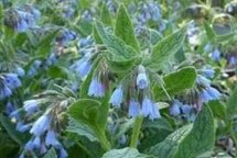 Symphytum grandiflorum 'Hidcote Blue', Smeerwortel
