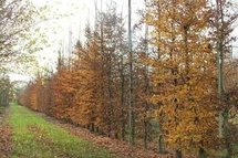 Carpinus betulus, Lei-haagbeuk, Om te leiden zonder rek 14-16 cm stamomtrek