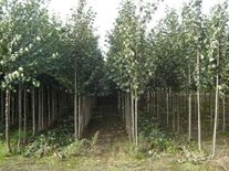 Tilia eur. 'Pallida', 10/12 Blote wortel, om te leiden zonder rek