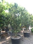 Acer palm. 'Shishigashira', 125/150 cm 70L, meerstammig
