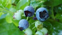 Vaccinium corymbosum 200/250 cm Pot, meerstammig