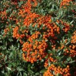 Pyracantha 'Red Cushion', 60-80 1.5L, Dwergvuurdoorn
