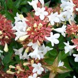 Abelia 'Little Richard', 3L