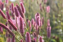 Sanguisorba 'Blackthorn', Grote pimpernel