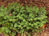 Abies balsamea 'Nana', 30-40 7.5L, Balsemzilverspar