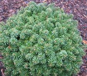 Abies koreana 'Cis', 20-25 5L, Koreaanse zilverspar