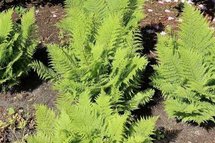 Athyrium filix-femina 'Rotstiel', Wijfjesvaren