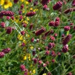 Sanguisorba 'Pieters', Pimpernel