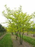 Gleditsia triac. 'Sunburst', 150/175 cm 90L, meerstammig, Amerikaanse Christusdoorn