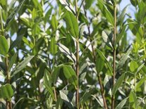 Ligustrum vulg. 'Atrovirens',120-140 20L, Liguster