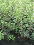 Osmanthus burkwoodii, 140-160cm 45L, Schijnhulst