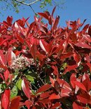 Photinia fras. 'Devils Dream', 60-80 15L, Glansmispel