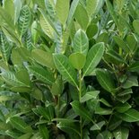 Prunus Laur. 'Greentorch', 140-160 35L, Laurierkers