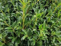 Prunus Laur. 'Sofia', 80-100 20L, Laurierkers (=Zsofi)