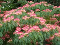 Albizia julibrissin, 125/+, Slaapboom ®