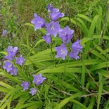 Campanula persicifolia, Klokjesbloem