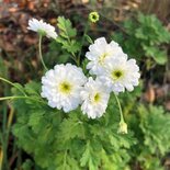 Tanacetum parthenium, Moederkruid