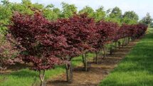 Acer palm. 'Bloodgood', 125/150 cm 15L, meerstammig, Japanse esdoorn