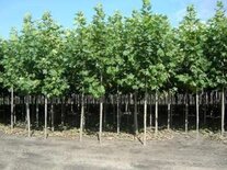 Platanus acerifolia, 12/14 Draadkluit, Lei-Plataan, Om te leiden zonder rek