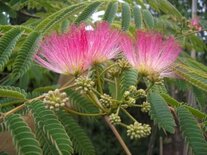 Albizia julibrissin 'Ombrella', 200/250 50L, Perzische slaapboom