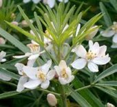 Choisya 'Aztec Pearl' P9, 10-20 Mexicaanse oranjebloesem