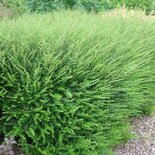 Lonicera nitida 'Elegant', 20-30 cm 1L Kamperfoelie