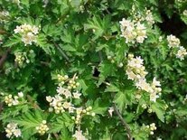 Stephanandra inc. 'Crispa', 10-20 cm P9, Kransspirea