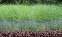 Borderpakket "Purple Princess" Voor 6m2 - P9 Pot (9x9cm) - Koop Rechtstreeks Van De Kweker