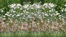 Borderpakket "White Shadow" Voor 6m2 - P9 Pot (9x9cm) - Koop Rechtstreeks Van De Kweker