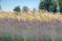 Borderpakket "Wild Grown" Voor 6m2 - P9 Pot (9x9cm) - Koop Rechtstreeks Van De Kweker
