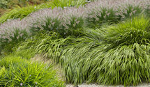 Borderpakket "Green Green Grass" Voor 6m2 - P9 Pot (9x9cm) - Koop Rechtstreeks Van De Kweker