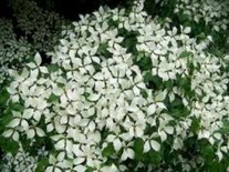 Cornus k. 'Milky Way', 300-350 150L meerstammig, Kornoelje