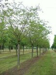 Prunus 'Accolade', 12/14 draadkluit, Leiboom voorgeleid met rek, Japanse sierkers