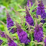 Buddleja davidii 'Butterfly Candy Little Purple', 20-40 3L, Vlinderstruik