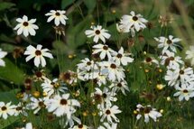 Coreopsis verticillata 'Fool's Gold', Meisjesogen